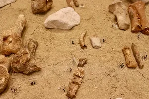 Did Ancient Humans Drive Cyprus's Dwarf Hippos to Extinction? - image 1