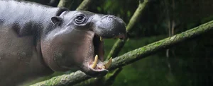Did Ancient Humans Drive Cyprus's Dwarf Hippos to Extinction? - image 5