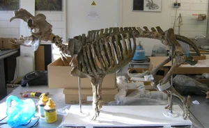 Did Ancient Humans Drive Cyprus's Dwarf Hippos to Extinction? - image 3
