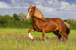 Why Do Horses Sleep Standing Up? Surprising Animal Behavior - image 0