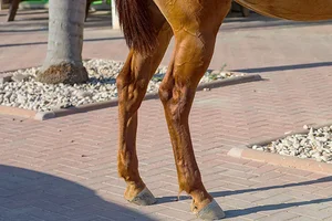 Why Do Horses Sleep Standing Up? Surprising Animal Behavior - image 5