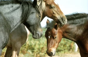Why Do Horses Sleep Standing Up? Surprising Animal Behavior - image 7