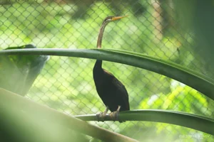 Inside the Largest Wildlife Rescue and Rehabilitation Center in Central Vietnam - image 7