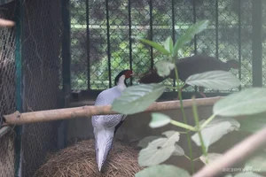 Inside the Largest Wildlife Rescue and Rehabilitation Center in Central Vietnam - image 1