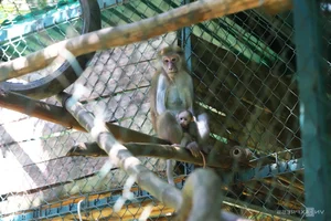 Inside the Largest Wildlife Rescue and Rehabilitation Center in Central Vietnam - image 5