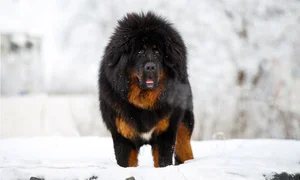 The Truth Behind the Tibetan Mastiff: The Luxury Dog Breed - image 1