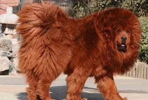 The Truth Behind the Tibetan Mastiff: The Luxury Dog Breed - image 7
