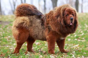 The Truth Behind the Tibetan Mastiff: The Luxury Dog Breed - image 2