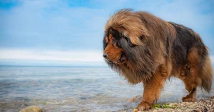 The Truth Behind the Tibetan Mastiff: The Luxury Dog Breed - image 9