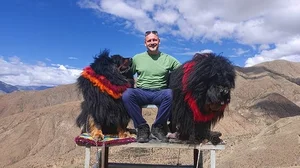 The Truth Behind the Tibetan Mastiff: The Luxury Dog Breed - image 0