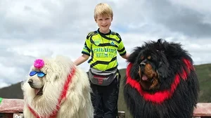 The Truth Behind the Tibetan Mastiff: The Luxury Dog Breed - image 4