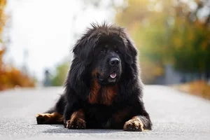 The Truth Behind the Tibetan Mastiff: The Luxury Dog Breed - image 6