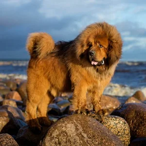 The Truth Behind the Tibetan Mastiff: The Luxury Dog Breed - image 3