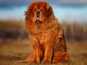 The Truth Behind the Tibetan Mastiff: The Luxury Dog Breed - image 5