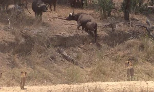 Incredible Wildlife Rescue: Buffalo Herd Saves Member From Lions - image 0
