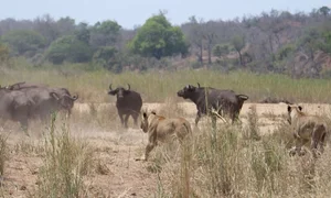 Incredible Wildlife Rescue: Buffalo Herd Saves Member From Lions - image 7