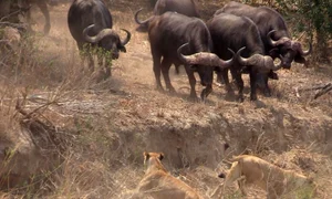 Incredible Wildlife Rescue: Buffalo Herd Saves Member From Lions - image 4