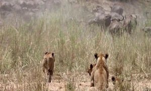 Incredible Wildlife Rescue: Buffalo Herd Saves Member From Lions - image 3
