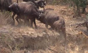Incredible Wildlife Rescue: Buffalo Herd Saves Member From Lions - image 2