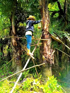 The Secret of the Doac Tree: Discovering Vietnam’s Natural Forest Wine - image 2