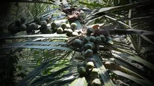 The Secret of the Doac Tree: Discovering Vietnam’s Natural Forest Wine - image 1