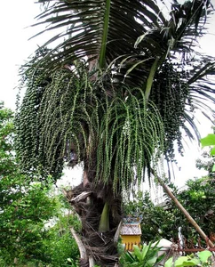 The Secret of the Doac Tree: Discovering Vietnam’s Natural Forest Wine - image 3