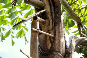 The Secret of the Doac Tree: Discovering Vietnam’s Natural Forest Wine - image 0