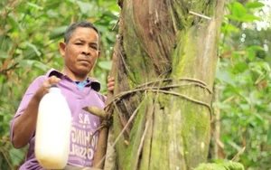 The Secret of the Doac Tree: Discovering Vietnam’s Natural Forest Wine - image 5