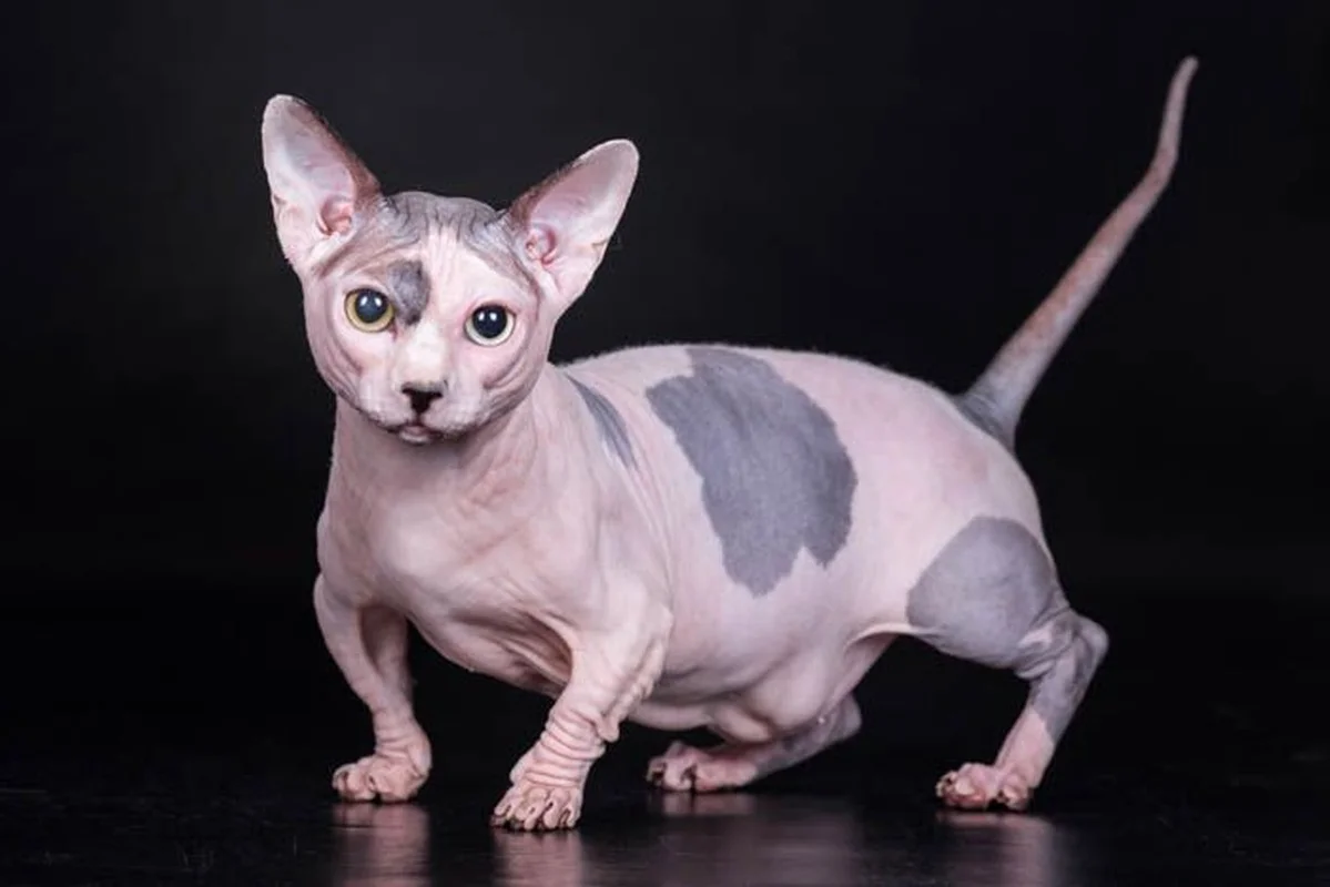 Bizarre Sight: Hairless Animals That Look Like They Are From Another Planet