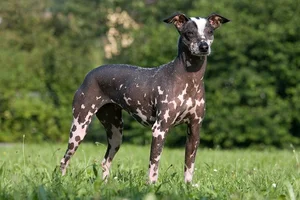 Bizarre Sight: Hairless Animals That Look Like They Are From Another Planet - image 13