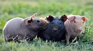 Bizarre Sight: Hairless Animals That Look Like They Are From Another Planet - image 6