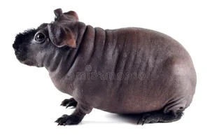 Bizarre Sight: Hairless Animals That Look Like They Are From Another Planet - image 7