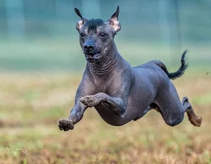 Bizarre Sight: Hairless Animals That Look Like They Are From Another Planet - image 9