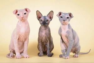 Bizarre Sight: Hairless Animals That Look Like They Are From Another Planet - image 1