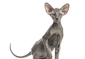 Bizarre Sight: Hairless Animals That Look Like They Are From Another Planet - image 11