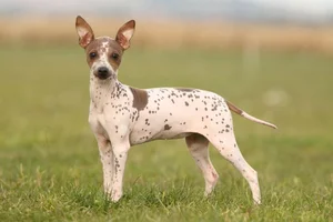 Bizarre Sight: Hairless Animals That Look Like They Are From Another Planet - image 5