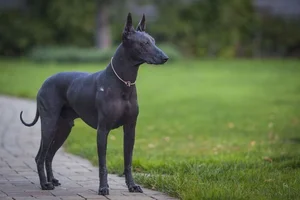 Bizarre Sight: Hairless Animals That Look Like They Are From Another Planet - image 3