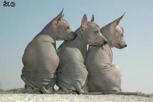 Bizarre Sight: Hairless Animals That Look Like They Are From Another Planet - image 8