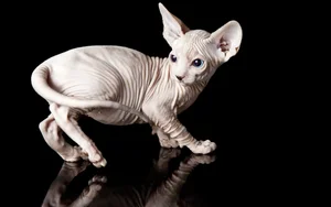 Bizarre Sight: Hairless Animals That Look Like They Are From Another Planet - image 12