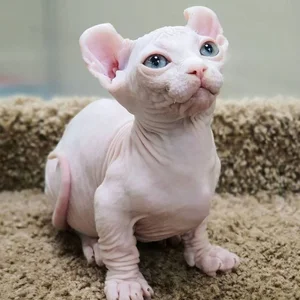 Bizarre Sight: Hairless Animals That Look Like They Are From Another Planet - image 2