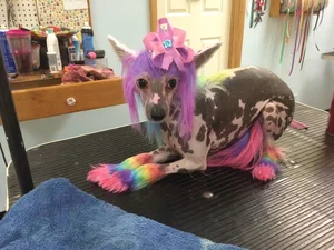 Bizarre Sight: Hairless Animals That Look Like They Are From Another Planet - image 10