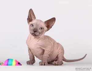 Bizarre Sight: Hairless Animals That Look Like They Are From Another Planet - image 4