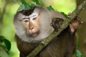 Rare Endangered Primates Discovered in Kon Tum Residential Home: A Conservation Success - image 0