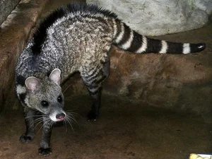 Fascinating Facts About the Large Indian Civet in Vietnam - image 5