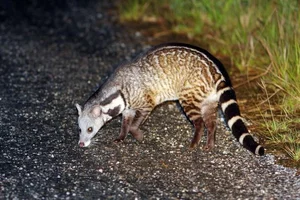 Fascinating Facts About the Large Indian Civet in Vietnam - image 2