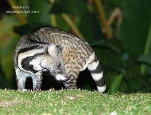 Fascinating Facts About the Large Indian Civet in Vietnam - image 0