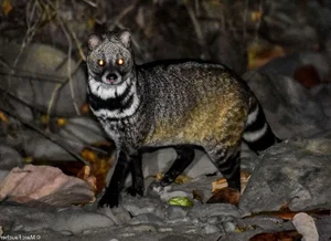 Fascinating Facts About the Large Indian Civet in Vietnam - image 8