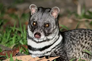 Fascinating Facts About the Large Indian Civet in Vietnam - image 3