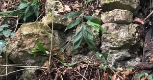 Unveiling the 'White Jaguar': Archeologists Discover a Hidden Ancient Mayan City - image 3