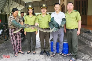 Ha Tinh Farmer Discovers Rare and Precious Wildlife in Local Fields - image 8